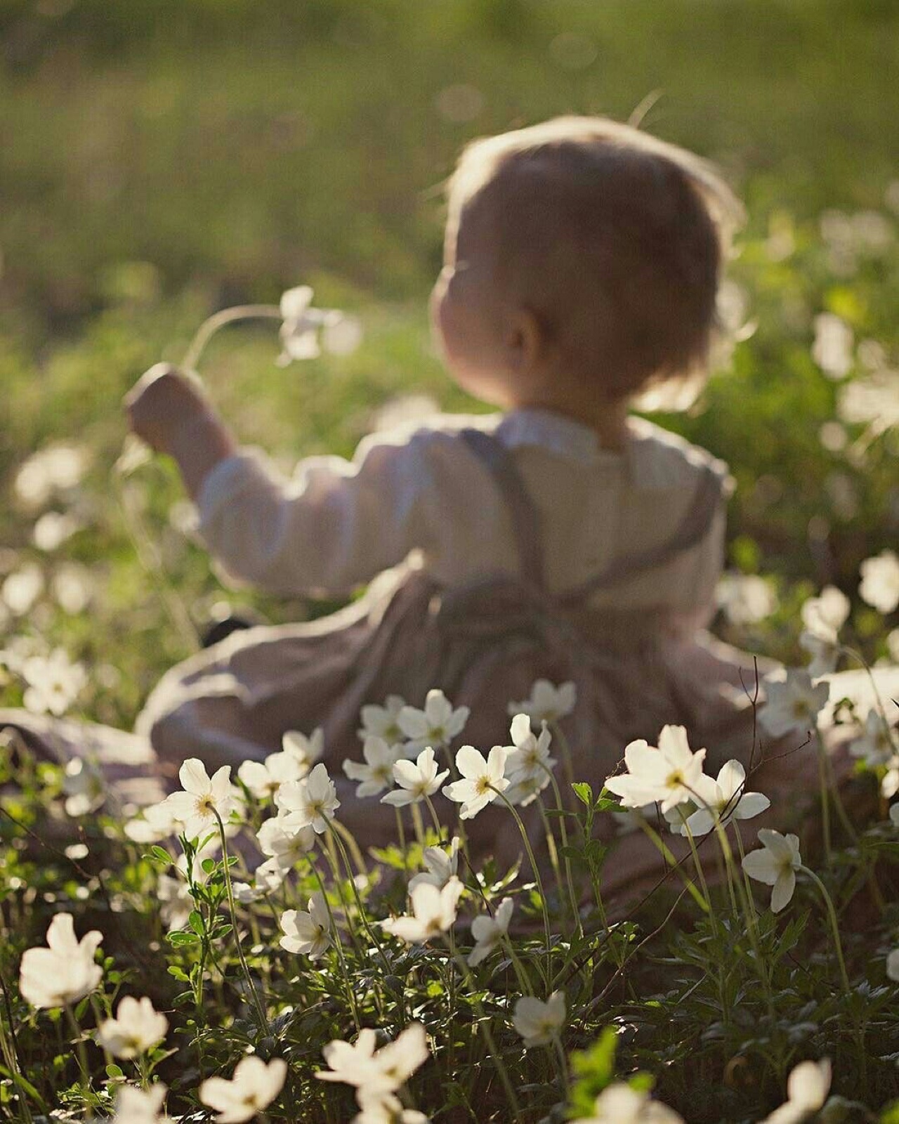 Toddler sitting in a meadow of white flowers